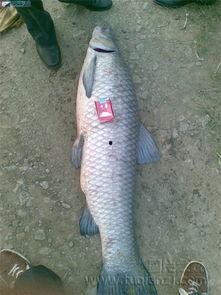 青鱼在线视频免费观看6,青鱼在线视频免费畅看之旅