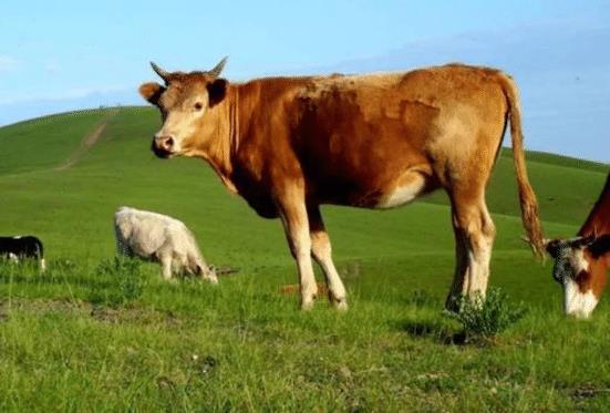 国产牛牛超超在线视频,在线视频中的青春活力与创意无限